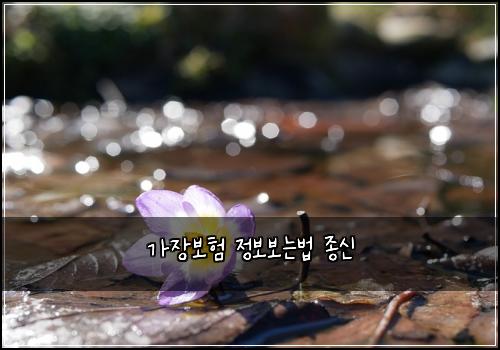 가장보험 정보보는법  종신