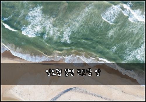 암보험 설명  진단금 암