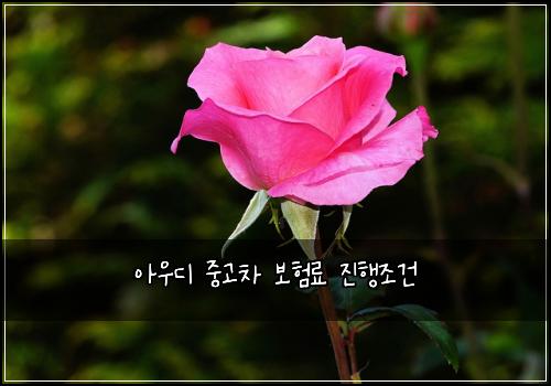 아우디 중고차 보험료 진행조건