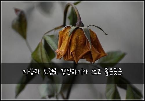 자동차 보험료 갱신하기라 쓰고 좋은곳은