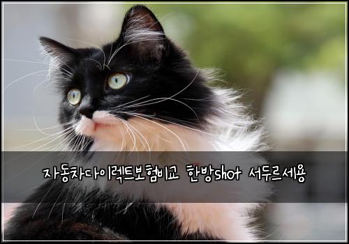 자동차다이렉트보험비교 한방shot 서두르세용