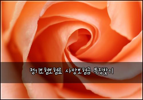 정기보험보험료 사망보험금 특징찾기