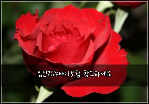 임신26주태아보험 참고하세요 
