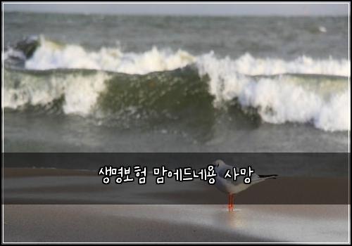 생명보험 맘에드네용  사망