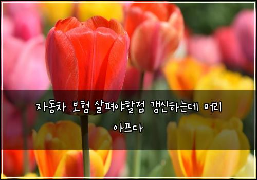 자동차 보험 살펴야할점  갱신하는데 머리 아프다
