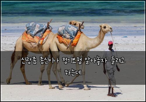 신랑좀 종신이나 정기보험 알아놓자  들려고 하는데