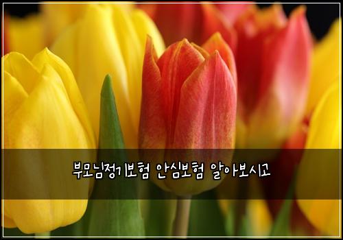 부모님정기보험 안심보험  알아보시고