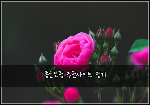 종신보험 추천사이트  정기