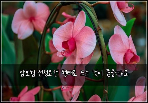 암보험 선정요건  형태로 드는 것이 좋을까요