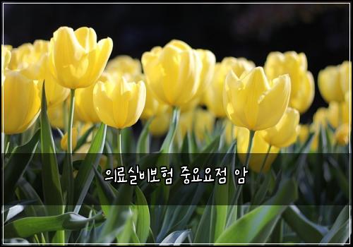 의료실비보험 중요요점  암
