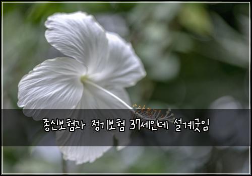 종신보험과 정기보험 37세인데 설계굿임