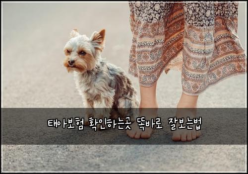 태아보험 확인하는곳  똑바로 잘보는법