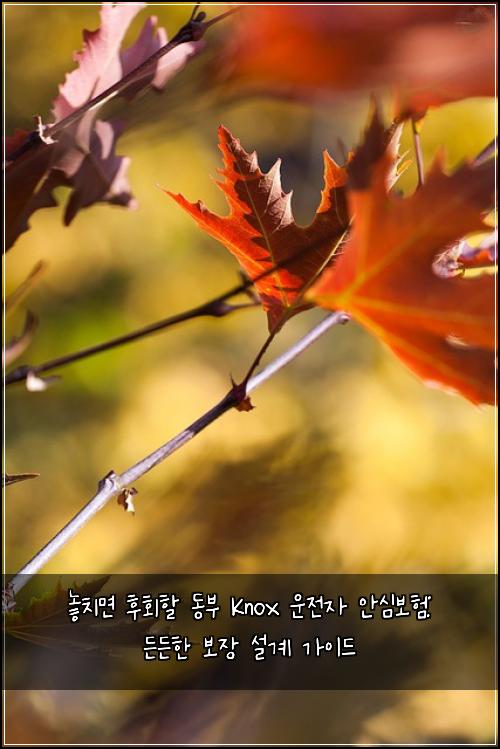  놓치면 후회할 동부 Knox 운전자 안심보험: 든든한 보장 설계 가이드