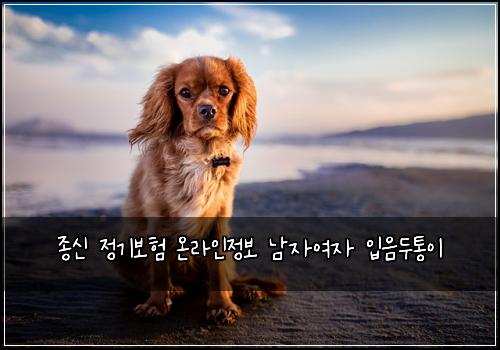 종신 정기보험 온라인정보  남자여자 입음두통이
