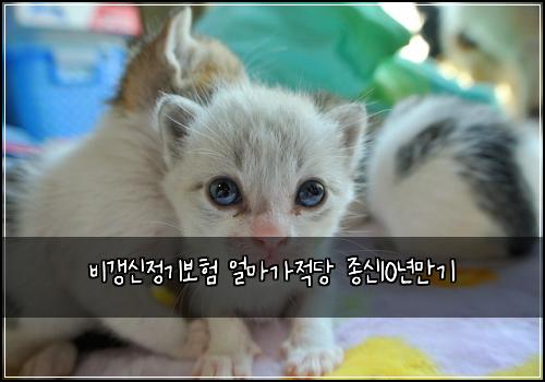 비갱신정기보험 얼마가적당  종신10년만기
