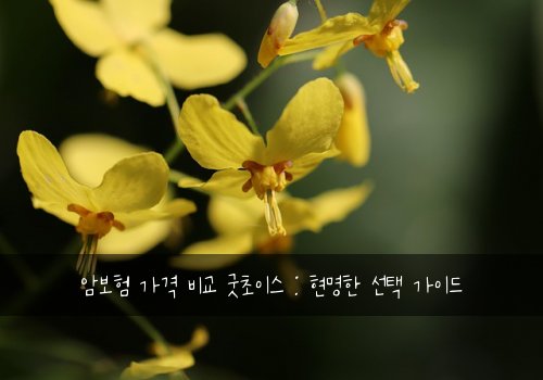 암보험 가격 비교 굿초이스 : 현명한 선택 가이드