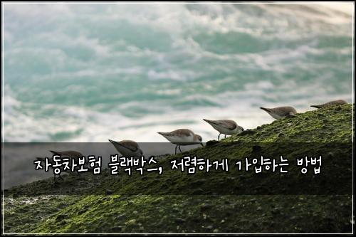자동차보험 블랙박스, 저렴하게 가입하는 방법