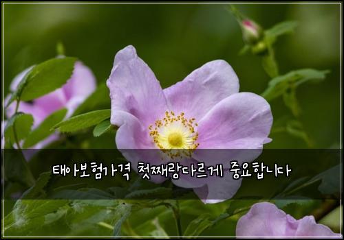 ํ์๋ณดํ๊ฐ๊ฒฉ ์ฒซ์งธ๋๋ค๋ฅด๊ฒ ์ค์ํฉ๋๋ค