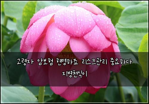 고령자 암보험 현명하죠  리스크관리 중요하다 지병천식이