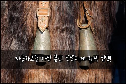 자동차보험 가입 꿀팁: 똑똑하게 혜택 업뎃!