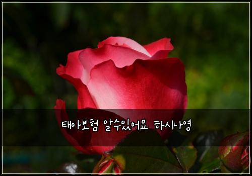 태아보험 알수있어요  하시나영