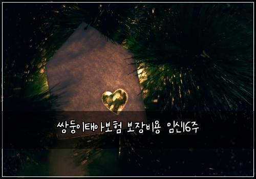 쌍둥이태아보험 보장비용  임신16주