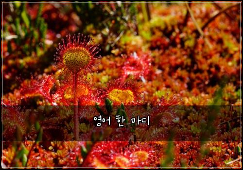 영어 한 마디