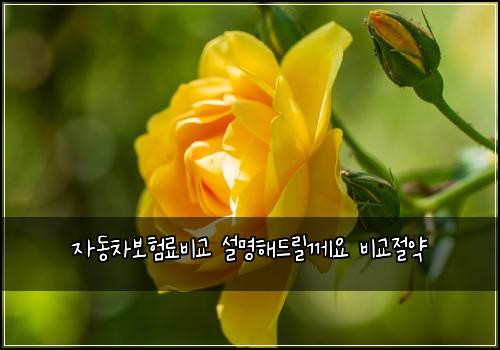 자동차보험료비교 설명해드릴께요 비교절약