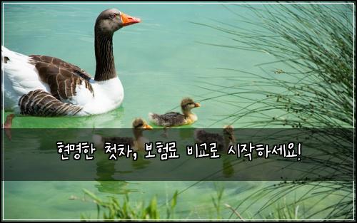  현명한 첫차, 보험료 비교로 시작하세요!