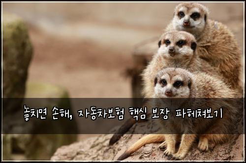  놓치면 손해, 자동차보험 핵심 보장 파헤쳐보기