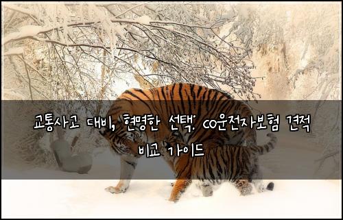  교통사고 대비, 현명한 선택: co운전자보험 견적 비교 가이드