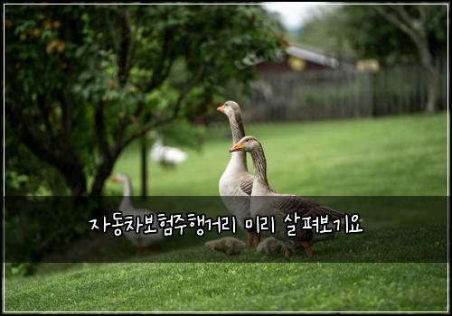 ์๋์ฐจ๋ณดํ์ฃผํ๊ฑฐ๋ฆฌ ๋ฏธ๋ฆฌ ์ดํด๋ณด๊ธฐ์