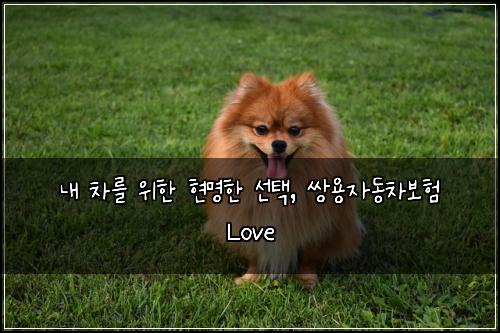  내 차를 위한 현명한 선택, 쌍용자동차보험 Love