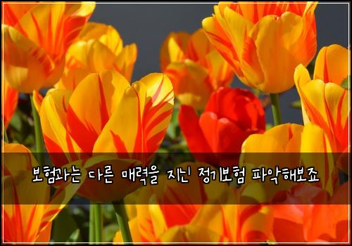 보험과는 다른 매력을 지닌 정기보험 파악해보죠
