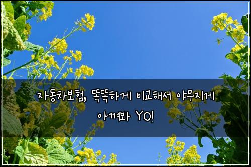 자동차보험, 똑똑하게 비교해서 야무지게 아껴봐 YO!