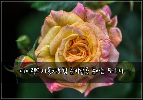 ๋ค์ด๋ ํธ์๋์ฐจ๋ณดํ ์ค๋นํ ๊ณณ ๋๋ฒ๋ 5๊ฐ์ง