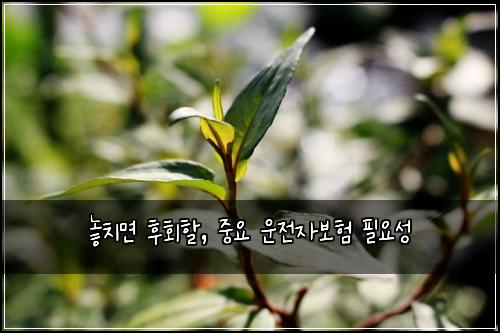  놓치면 후회할, 중요 운전자보험 필요성