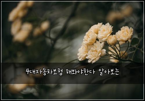 4대자동차보험 해봐야한다  알아보는