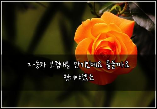 자동차 보험내일 만기인데요 좋을까요 챙겨야겠죠