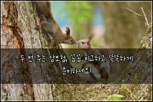  두 번 주는 암보험, 꼼꼼 비교하고 똑똑하게 준비하세요!