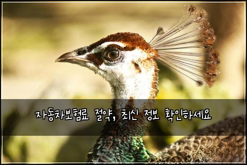 자동차보험료 절약, 최신 정보 확인하세요