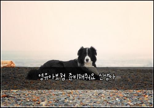 영유아보험 준비해줘요  신생아