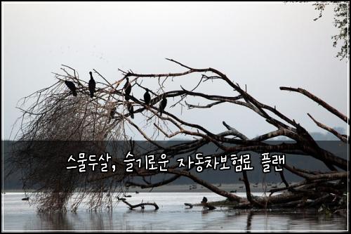  스물두살, 슬기로운 자동차보험료 플랜