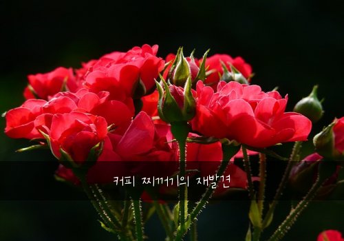 커피 찌꺼기의 재발견