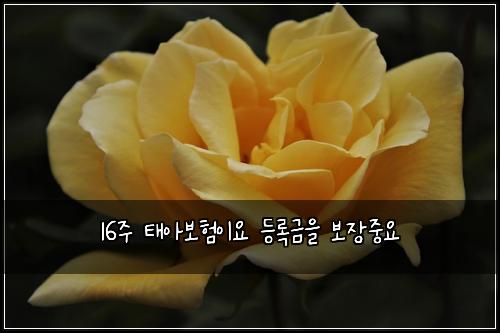 16์ฃผ ํ์๋ณดํ์ด์ ๋ฑ๋ก๊ธ์ ๋ณด์ฅ์ค์