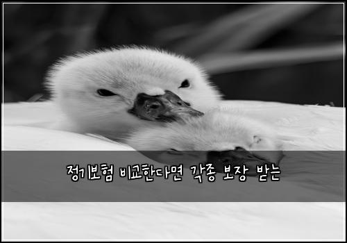 정기보험 비교한다면  각종 보장 받는 