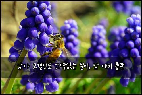  남자 고혈압도 끄떡없는 실비, 암 대비 플랜