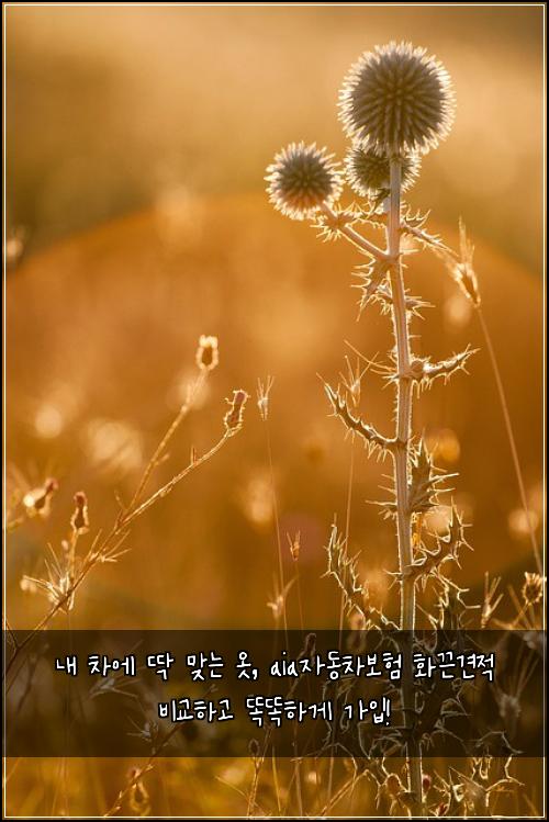  내 차에 딱 맞는 옷, aia자동차보험 화끈견적 비교하고 똑똑하게 가입!