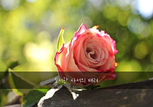 도서관 사서의 배려