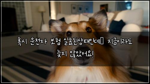  혹시 운전자 보험 실효된상태인데… 지금이라도 늦지 않았어요!